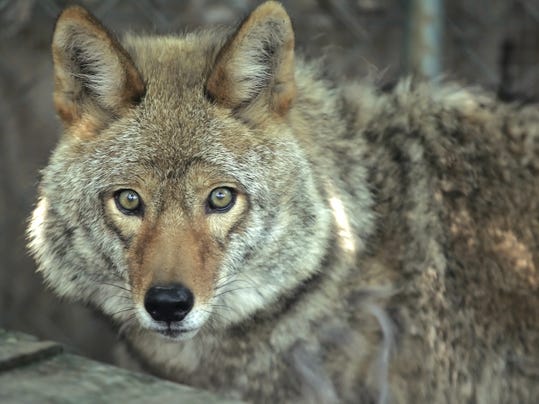 Harvest time leads coyotes into the city