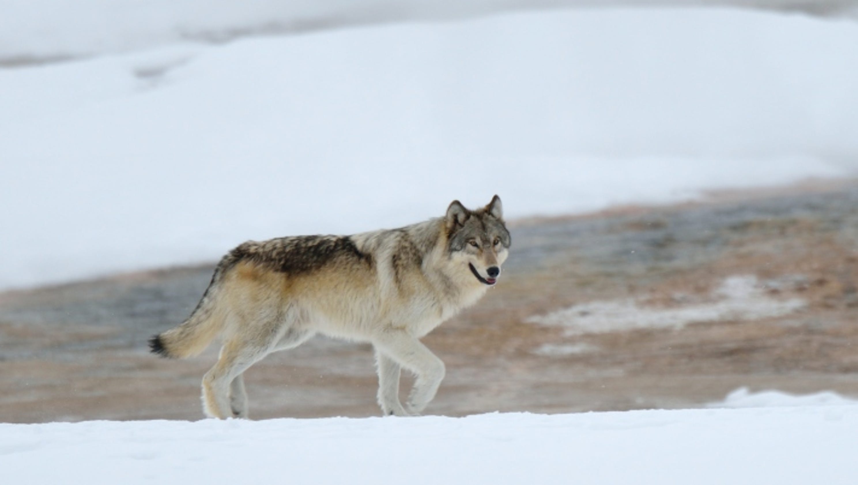 Wolves kill 19 elk in suspected 'surplus kill'