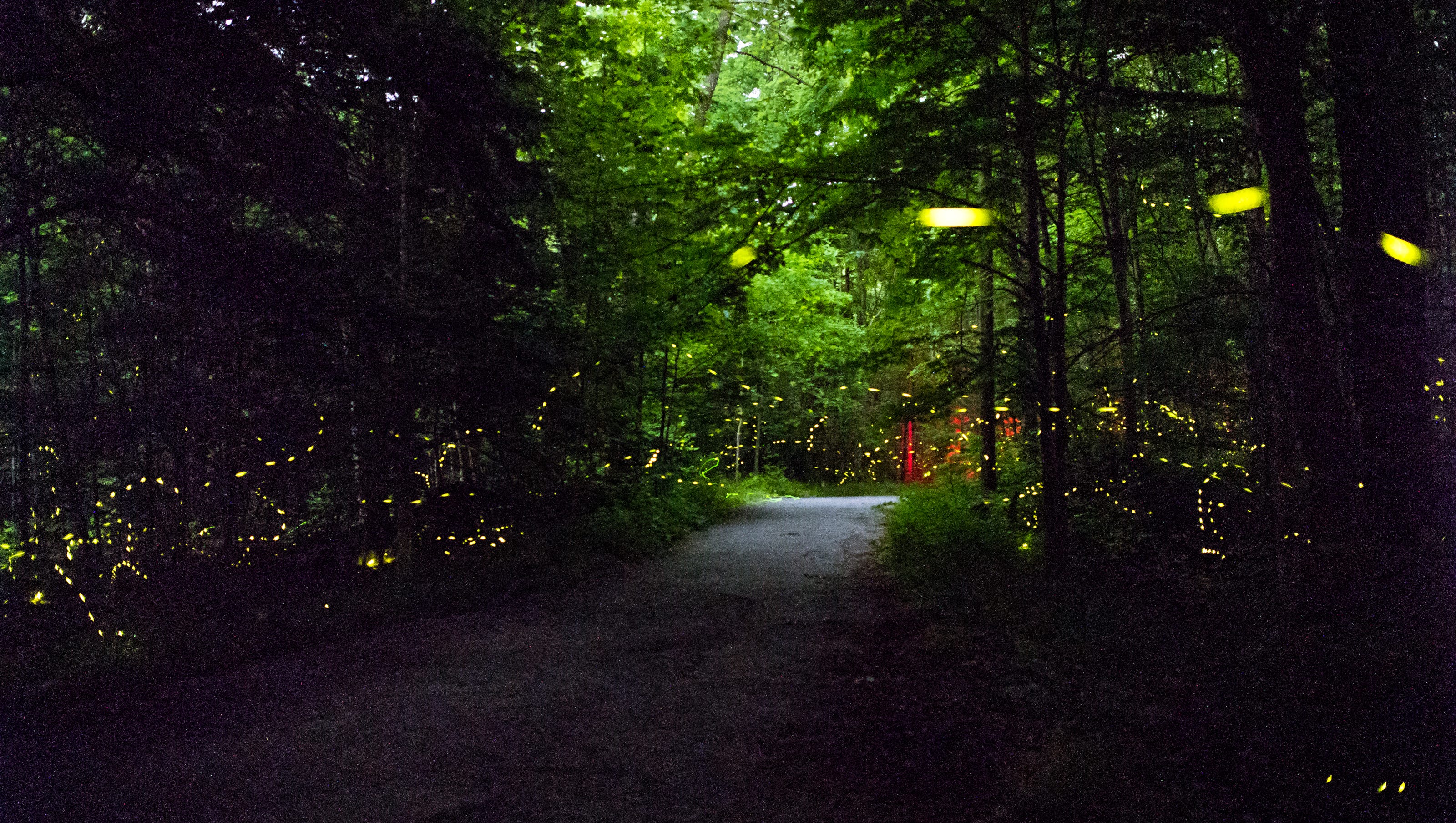 Synchronous firefly viewing lottery dates set in Great Smoky Mountains