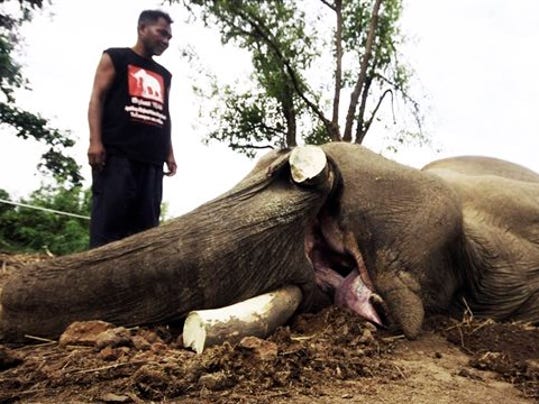Poachers Kill Elephant For Tusks In Thai Sanctuary