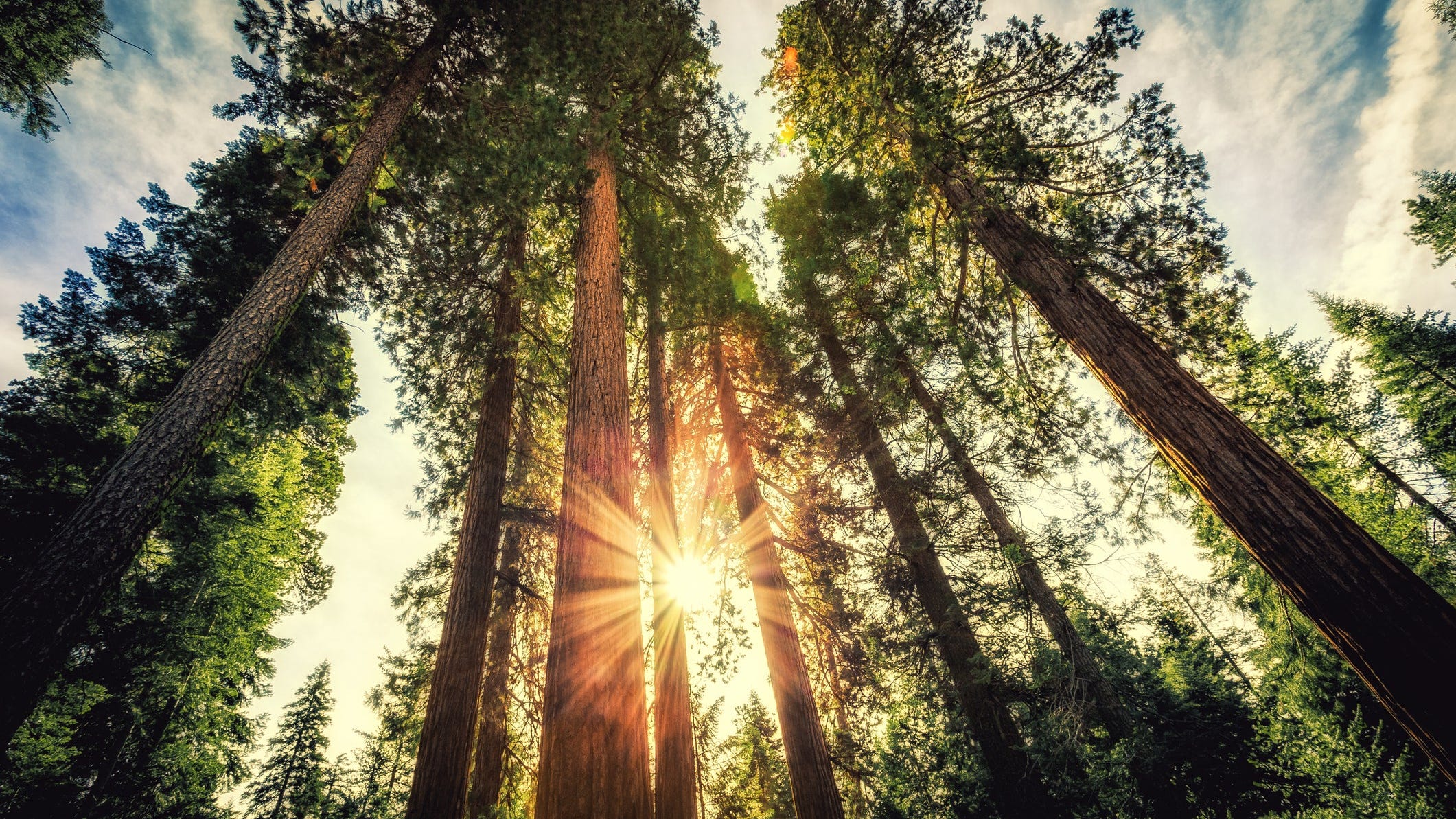 175-foot-tall California redwood tree falls on car, kills parents driving along scenic highway