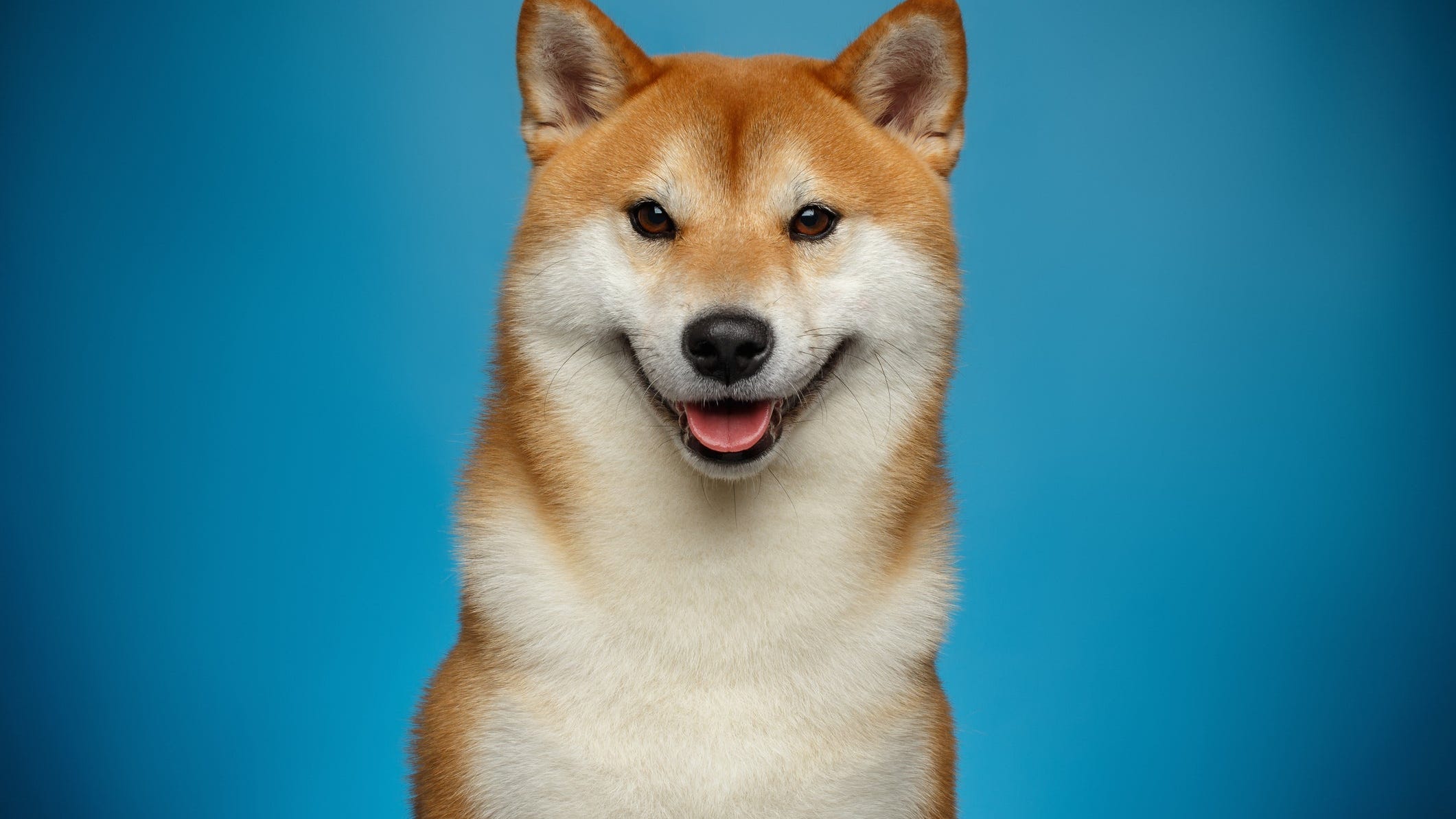 Is Dogecoin Better Than Bitcoin? You Have To Look At Excess Supply.