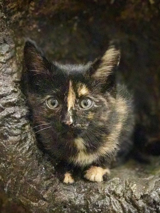 Nashville Pick of the Litter: Adopt Shelly the kitten