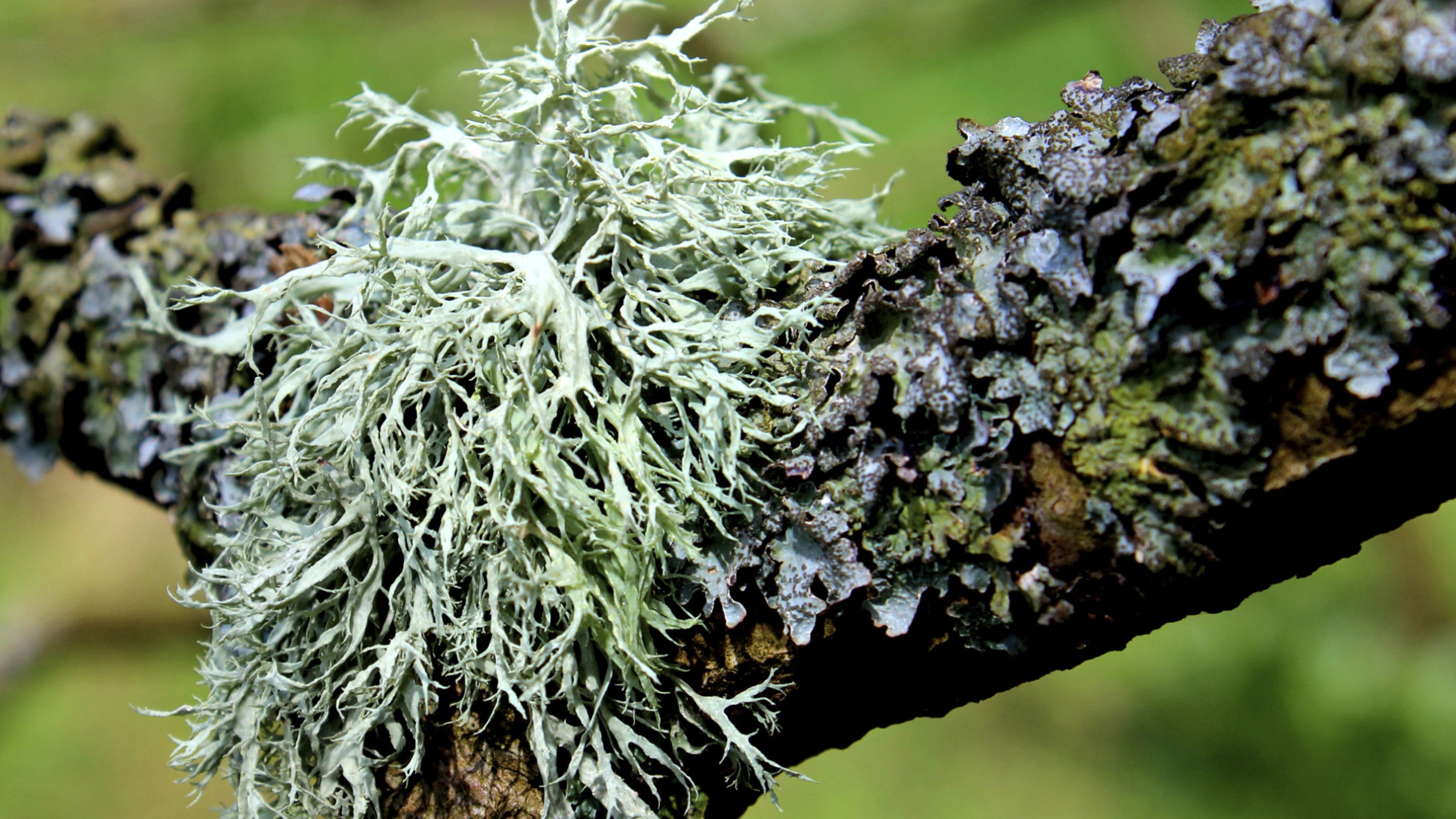 lichen-has-a-lot-to-tell-you-about-your-trees