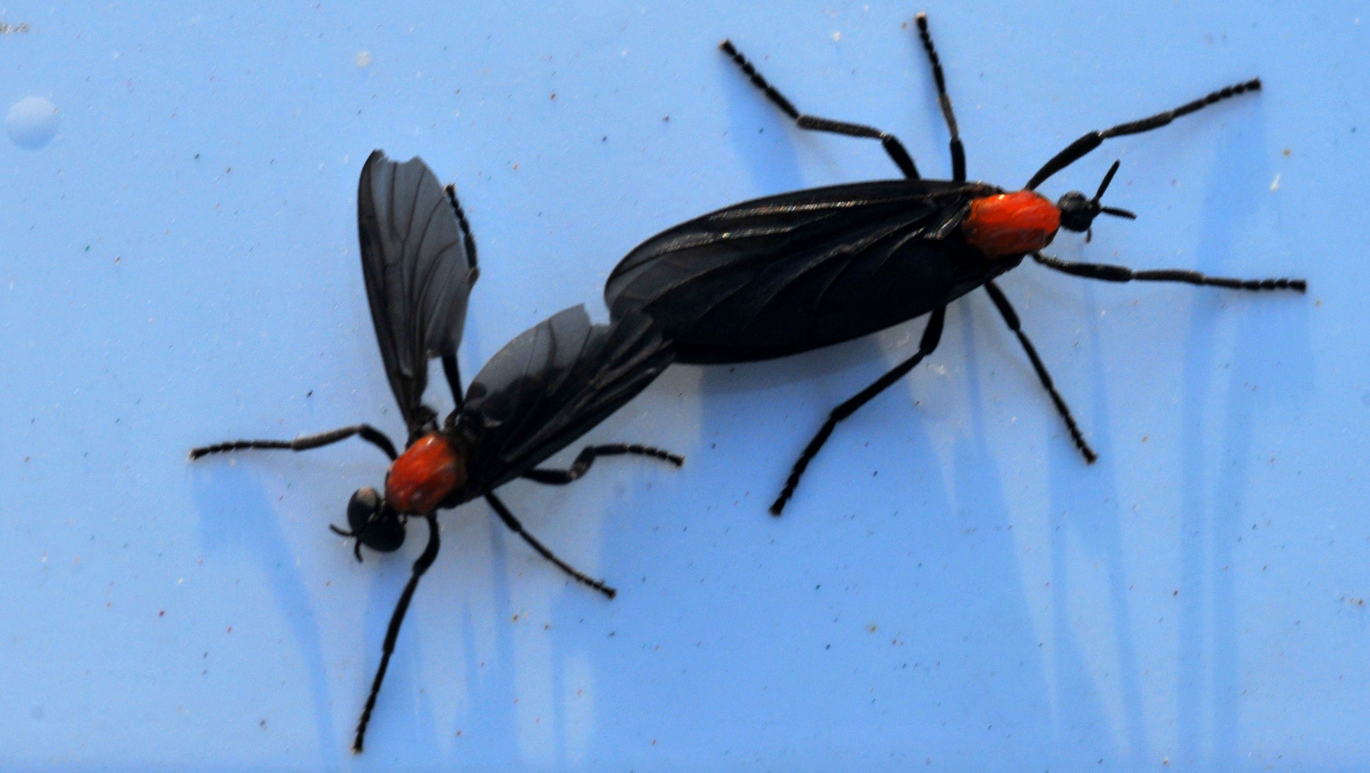 Lovebugs Are Swarming Florida Cars Facts About The Invasive Bugs