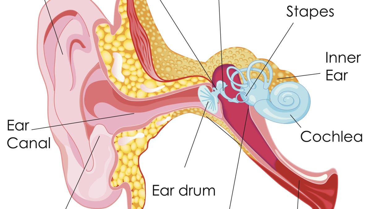 Health Question How Can I Safely Remove Ear Wax   635500279747800108 EarAnatomy 