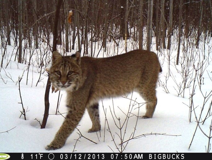 Bobcats in Wisconsin