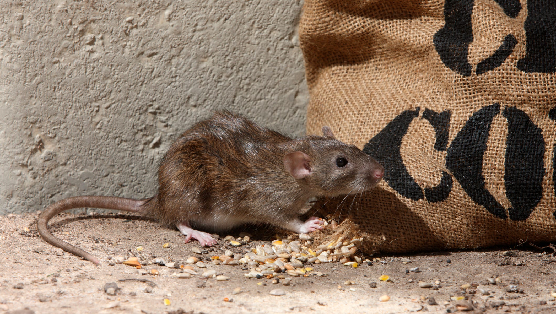 Chicago beats out New York, Boston. Washington, D.C., as 'rat capital'