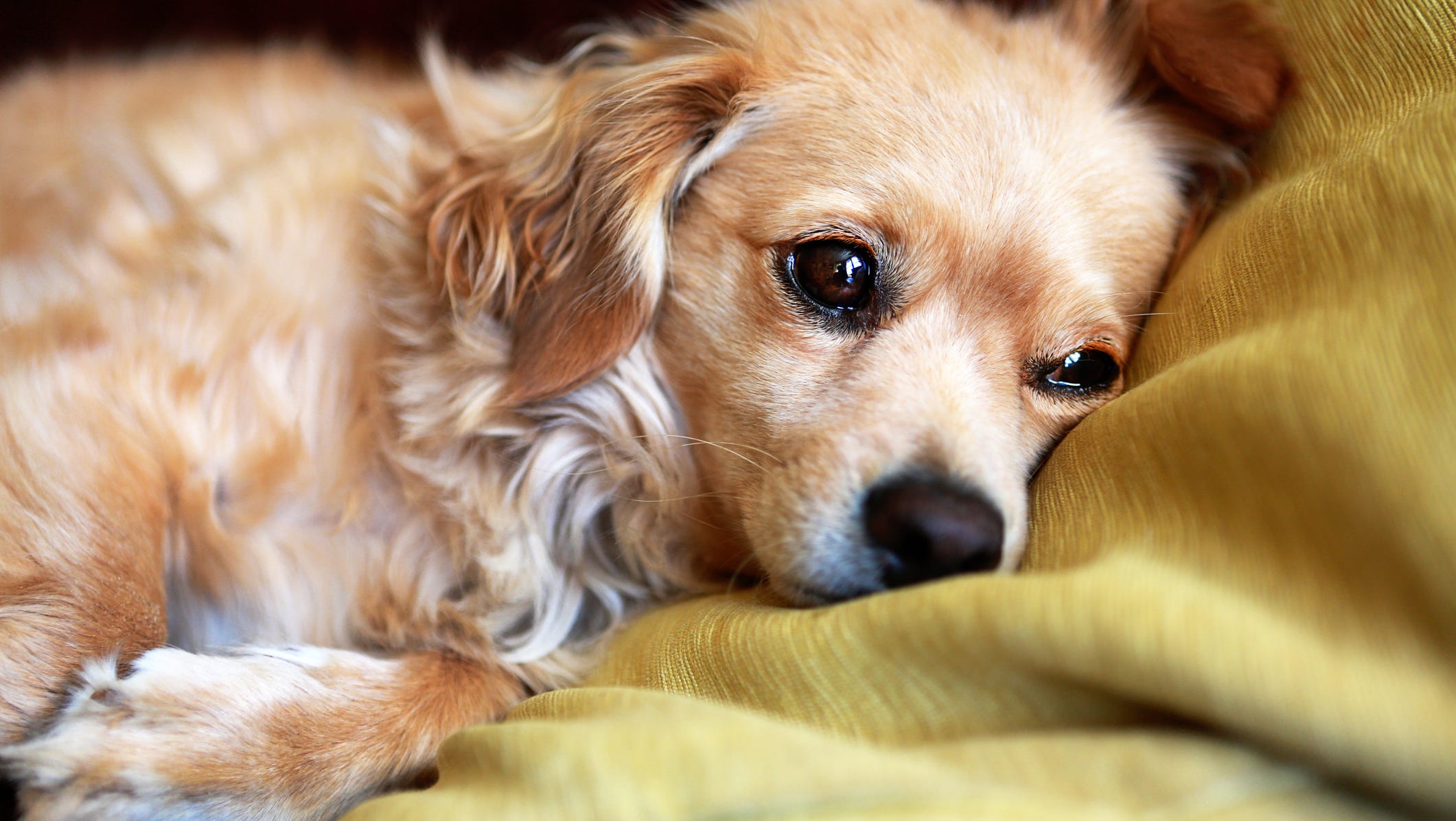 Dog food recall: Euthanasia drug found in supply chain of ...