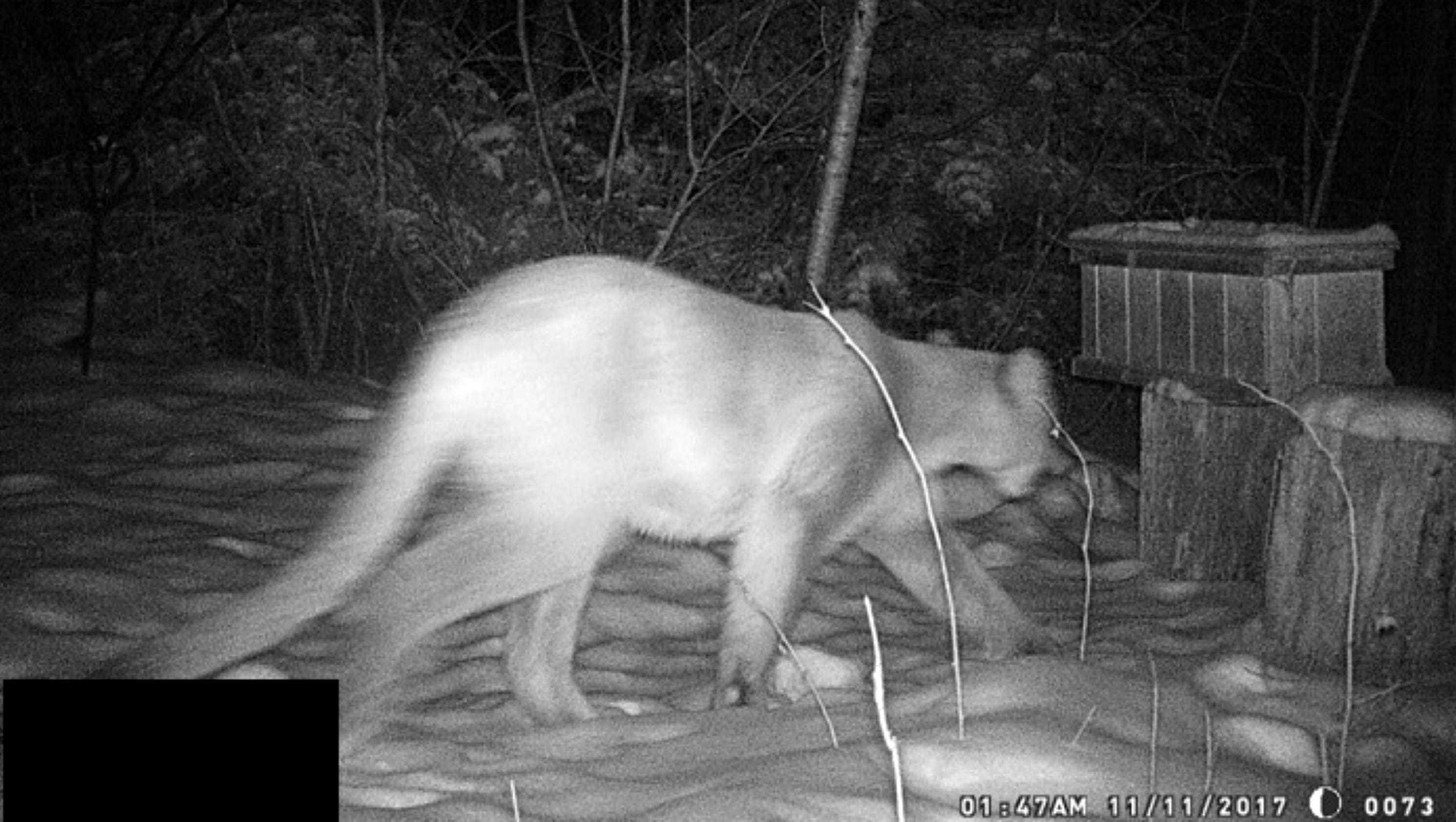 Dnr Confirms Sightings Of Cougar In Northwestern Wisconsin 