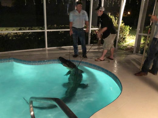 Florida Alligators 8 Foot Long Gator Breaks Into Fort Myers Lanai At 2