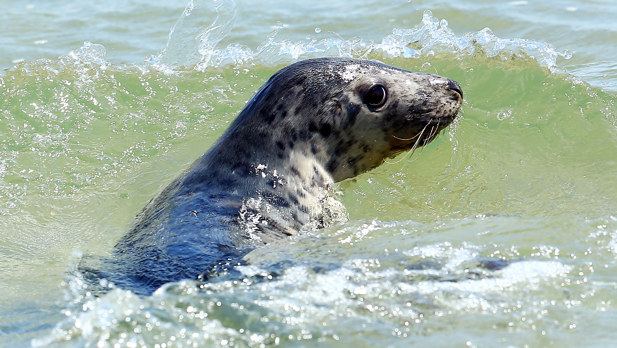 Healthy Seals Returned To Ocean At Sandy Hook