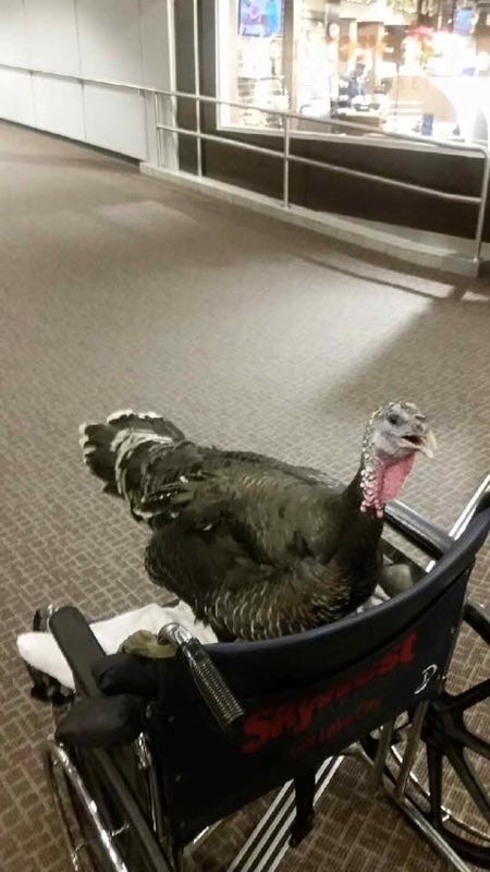 Passenger Takes Turkey On Delta Flight As Emotional Support Animal, And ...