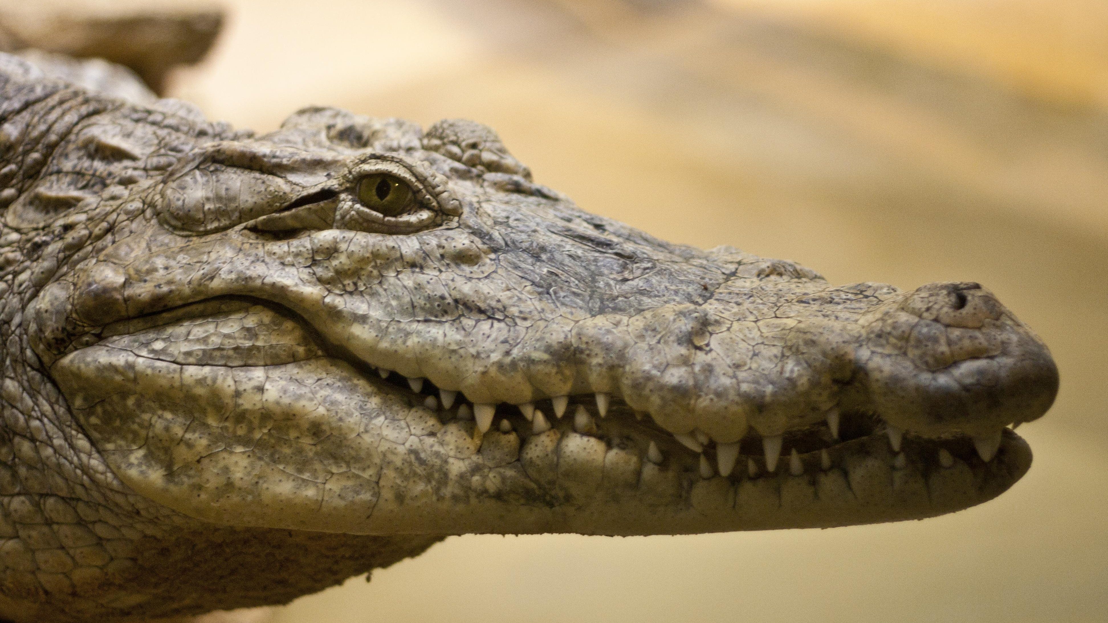 Millions of alligators estimated to live in Florida