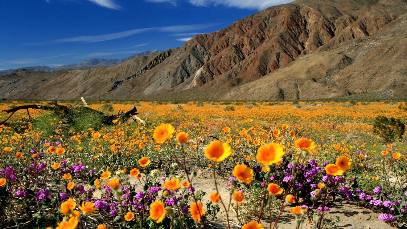 Southern California super bloom Where to see the poppies