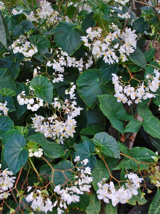 Begonias are sweet flowers for winter gardens