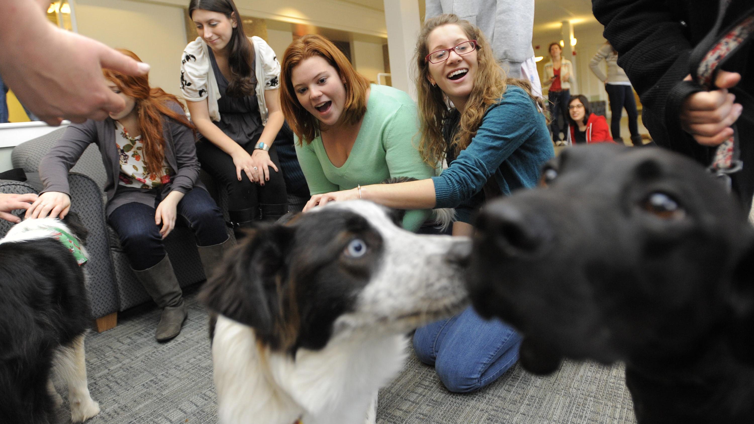 what are the benefits of therapy dogs