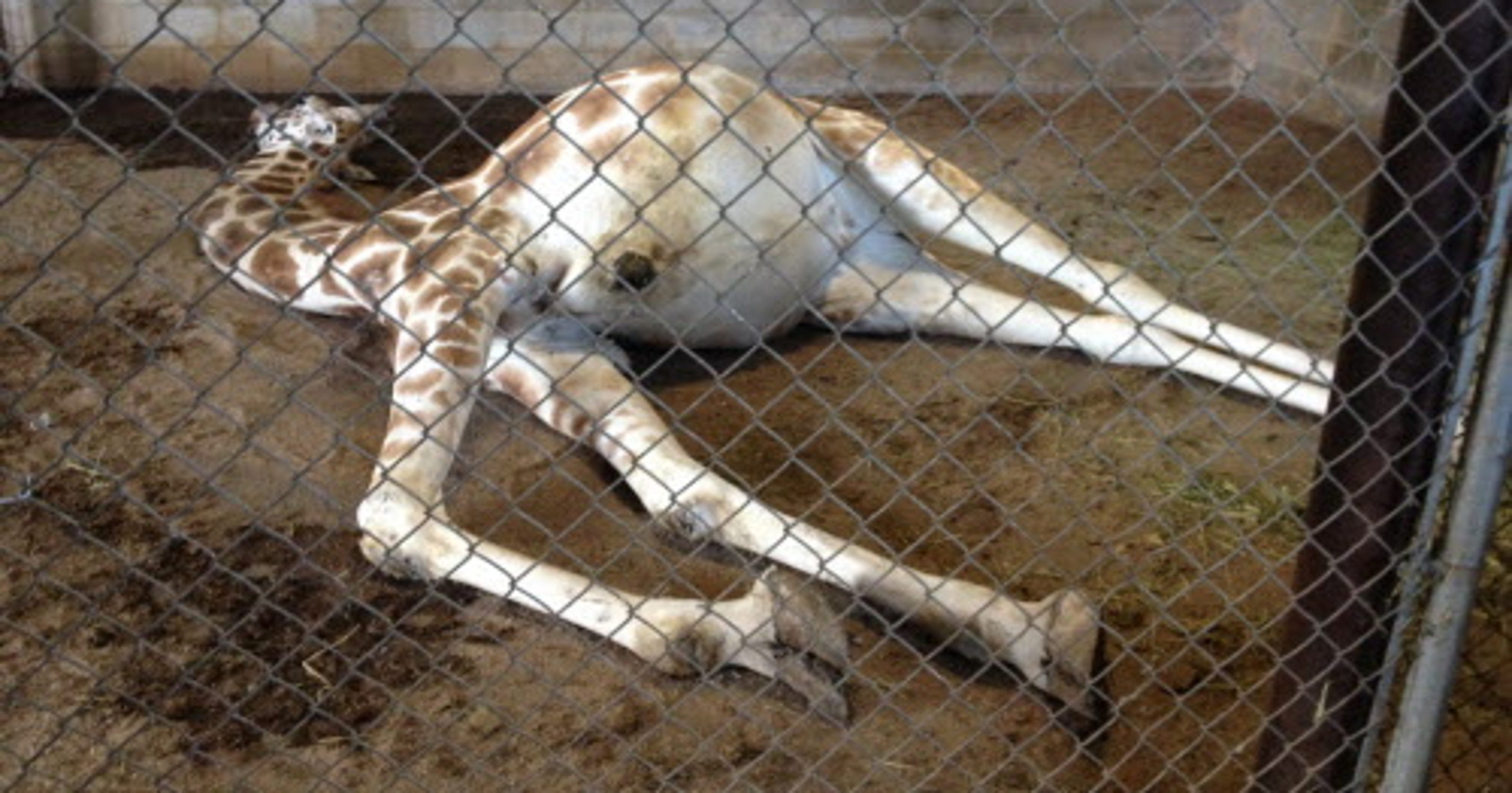 Natural Bridge Zoo accused of animal abuse