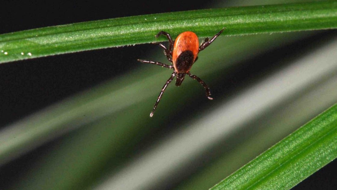 Lyme disease a threat no matter the deer tick forecast