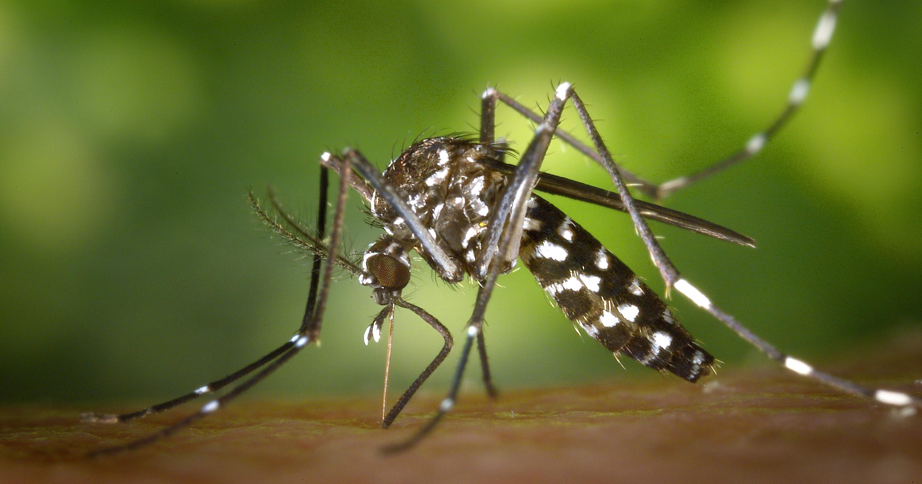 Invasive Aedes mosquitoes  spreading across Southern California