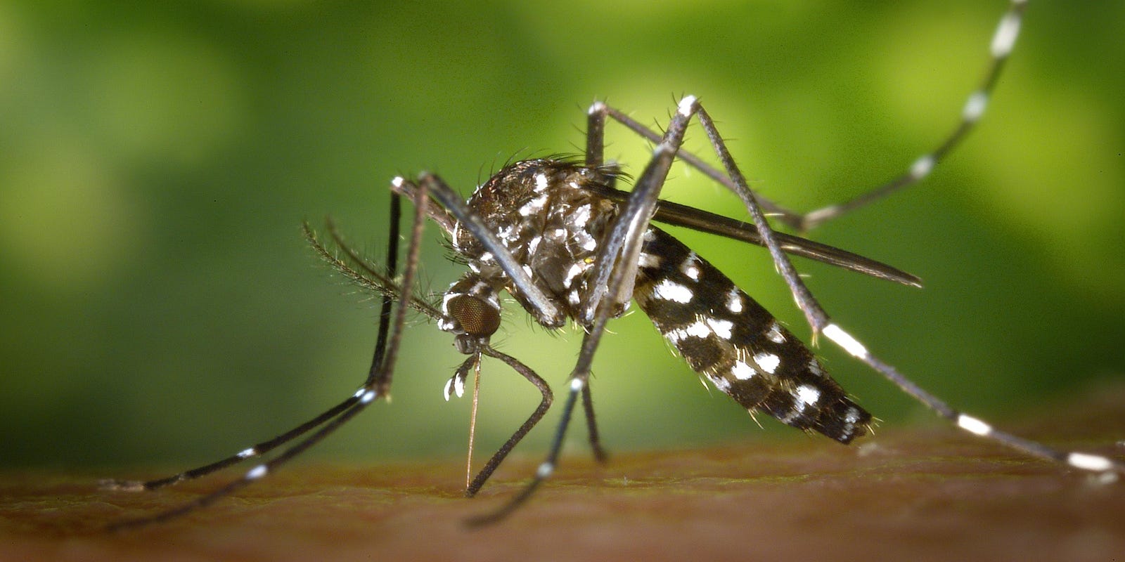 Invasive Aedes mosquitoes spreading across Southern California