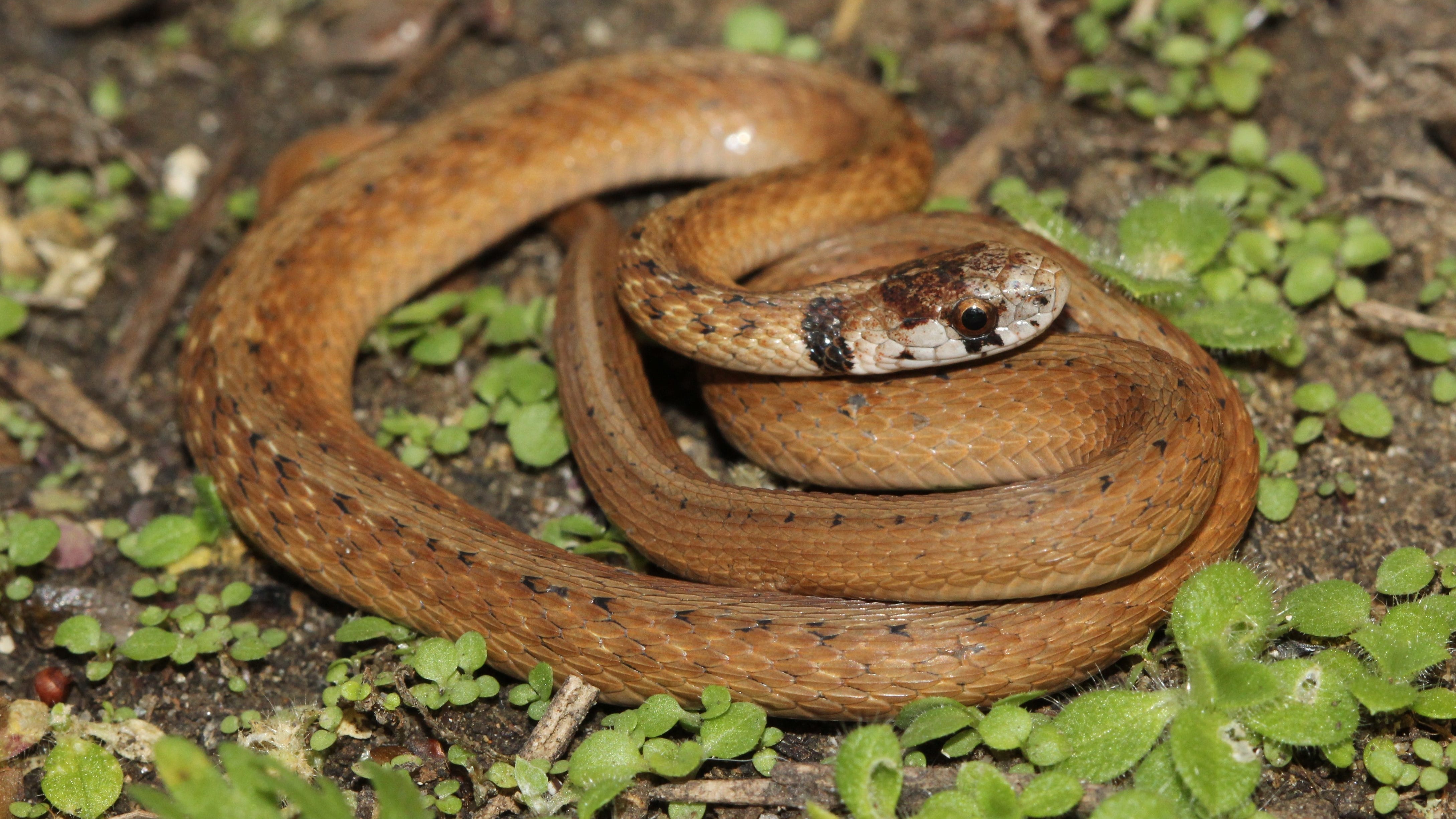 Scientists Have Discovered How Flying Snakes Fly