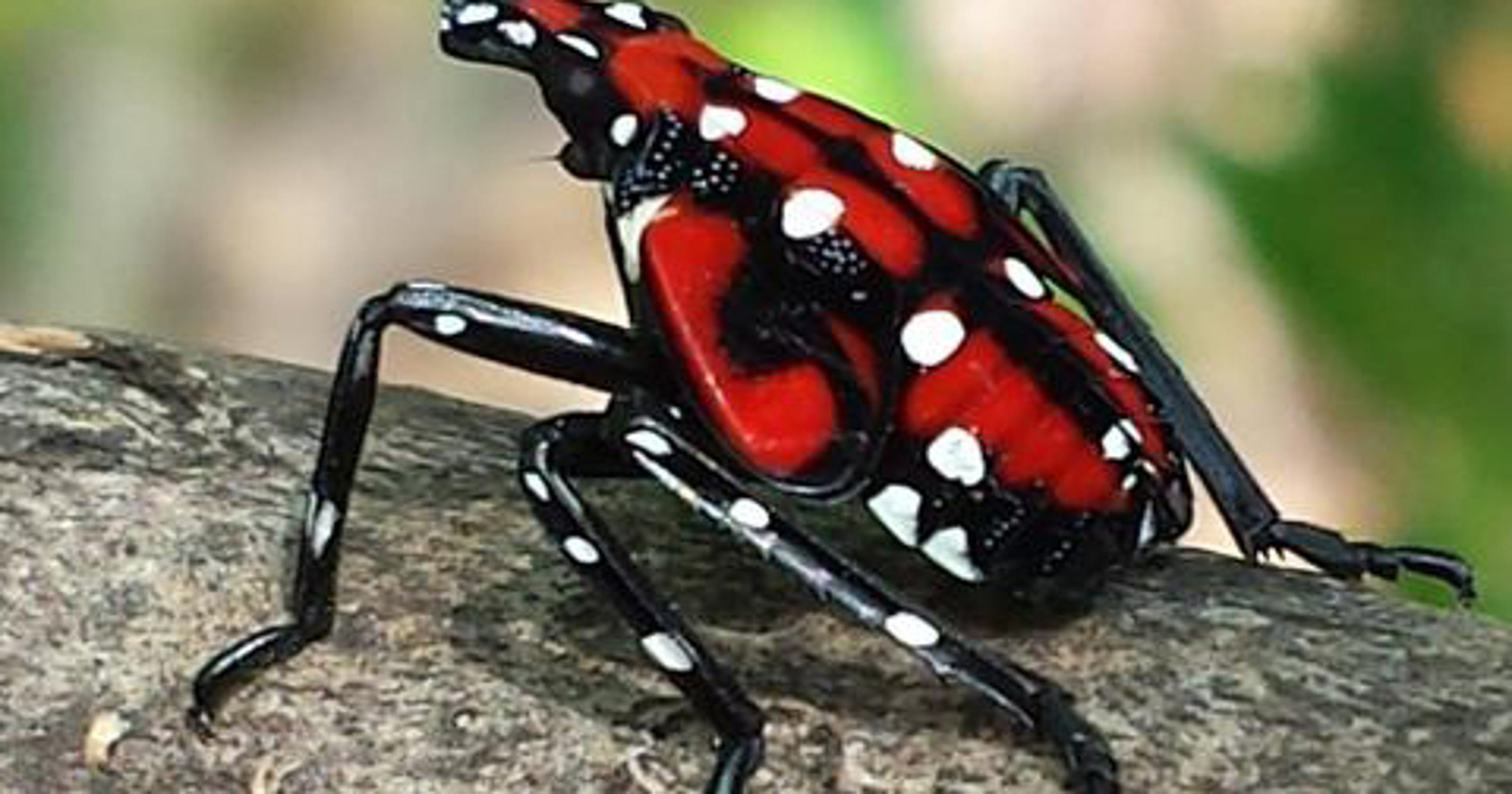 Spotted lanternfly spotted in Warren County
