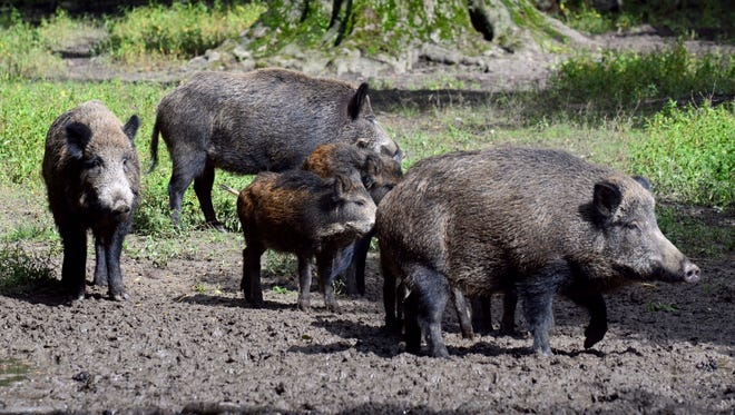 Wild boars overrun Islamic State position, kill 3 militants