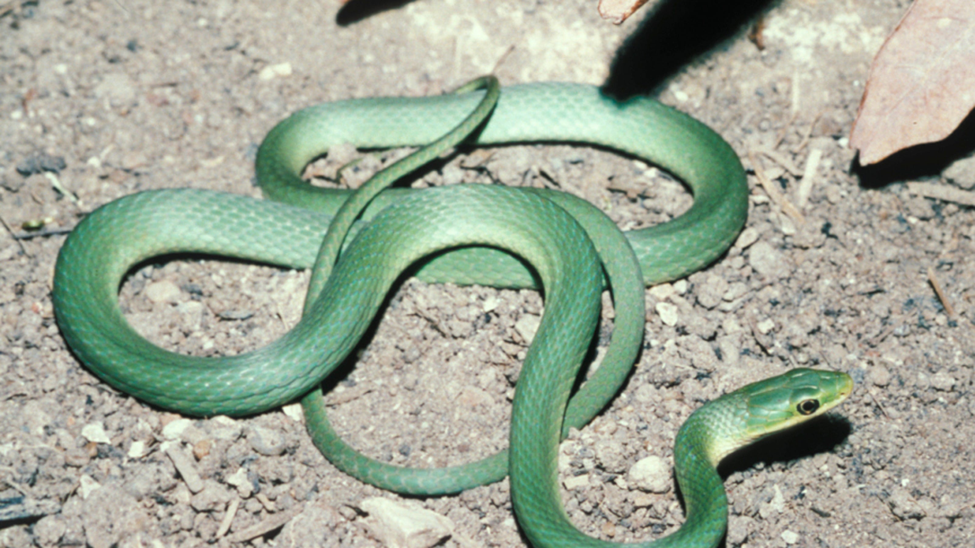 Rough green snake (Opheodrys aestivus aestivus)