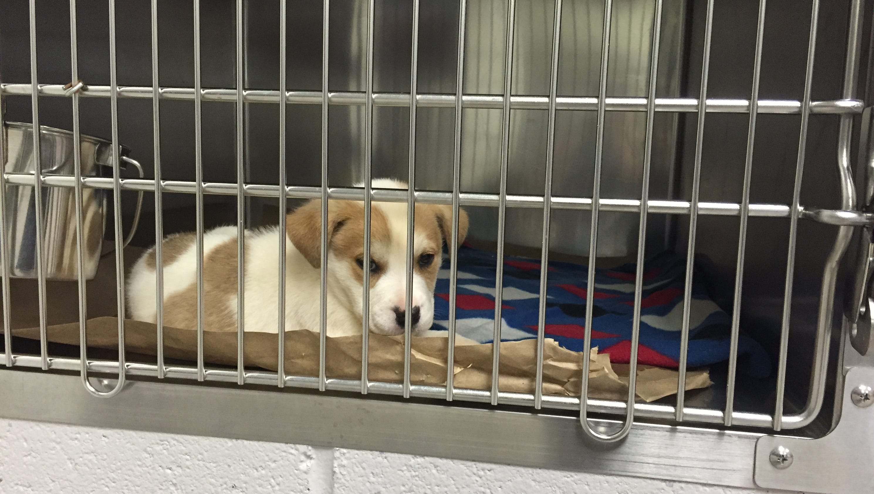 Greenville County shelter to house pets from coast during ...