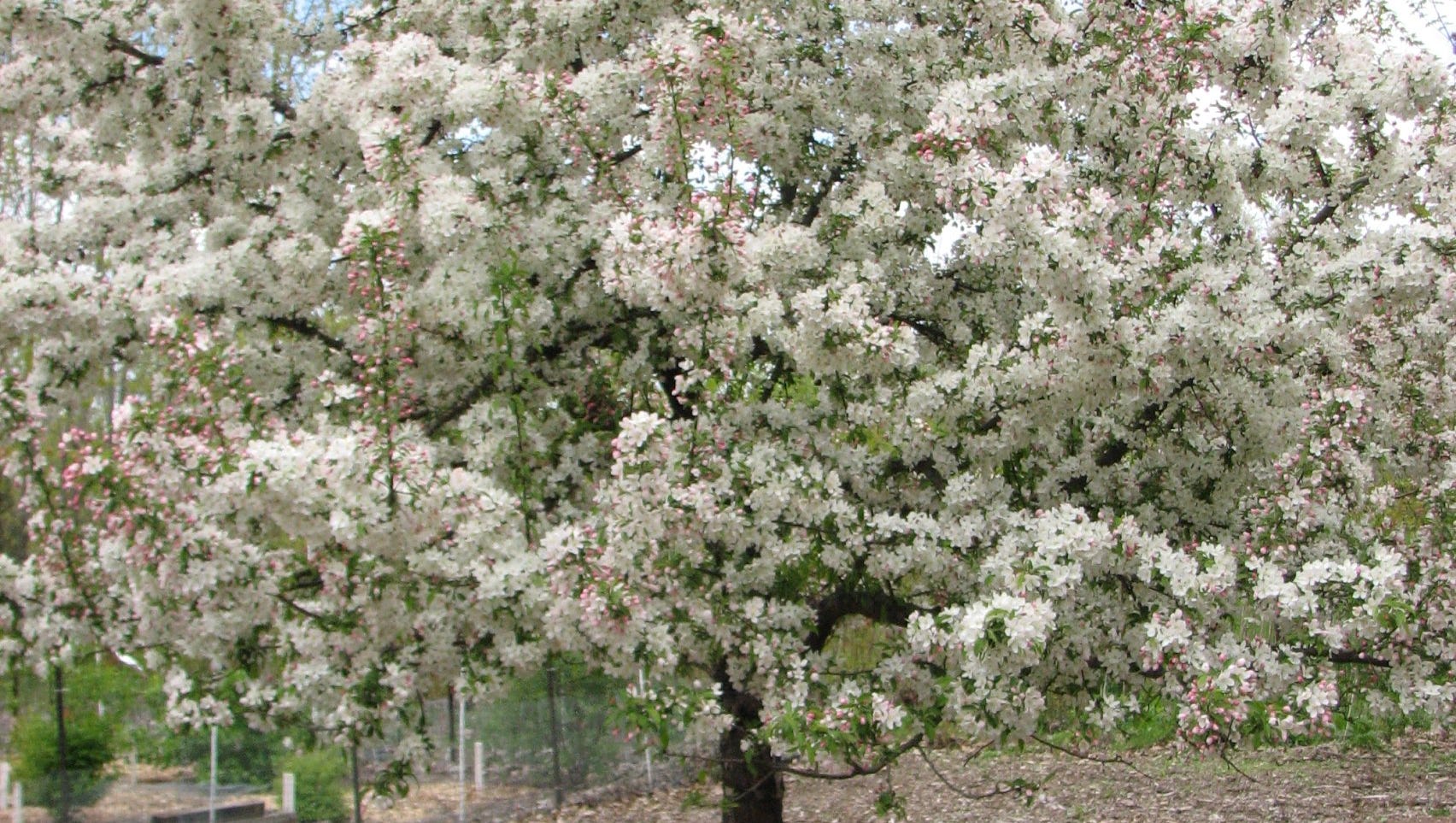 The Best Crabapple Trees For Your Landscape