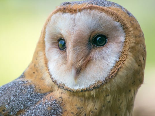 High Desert Bird of the Month: Barn owl