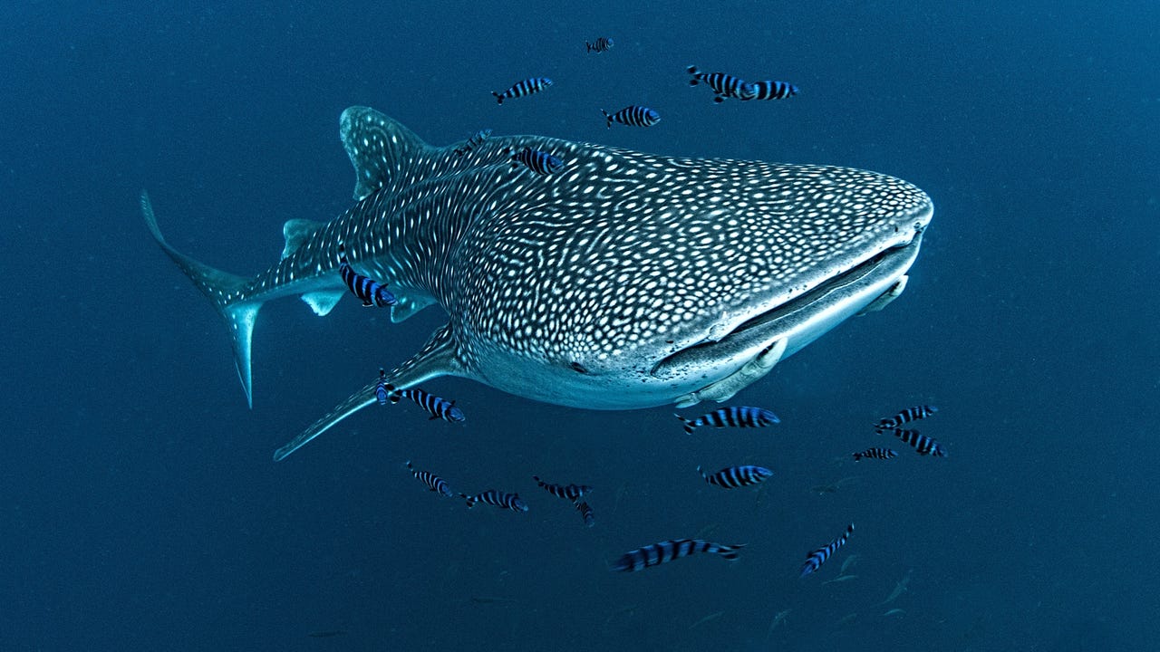 whale shark