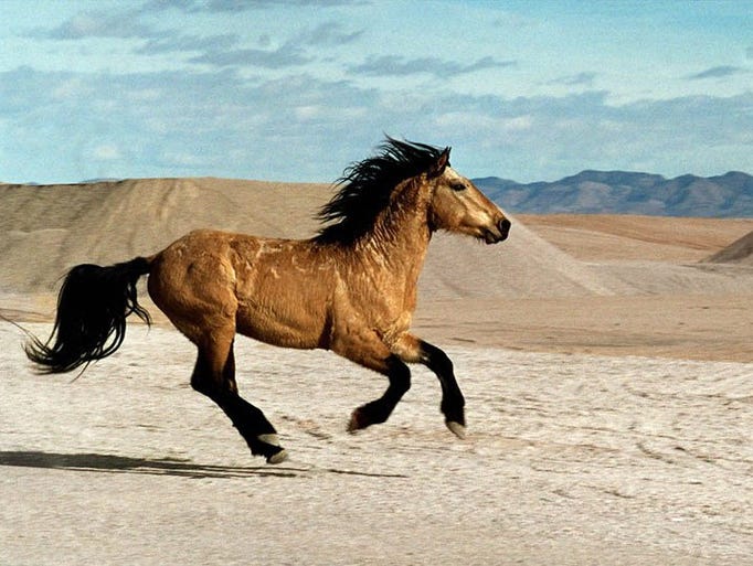 Nevada's Wild Horses: A Gallop Through History and Adventure