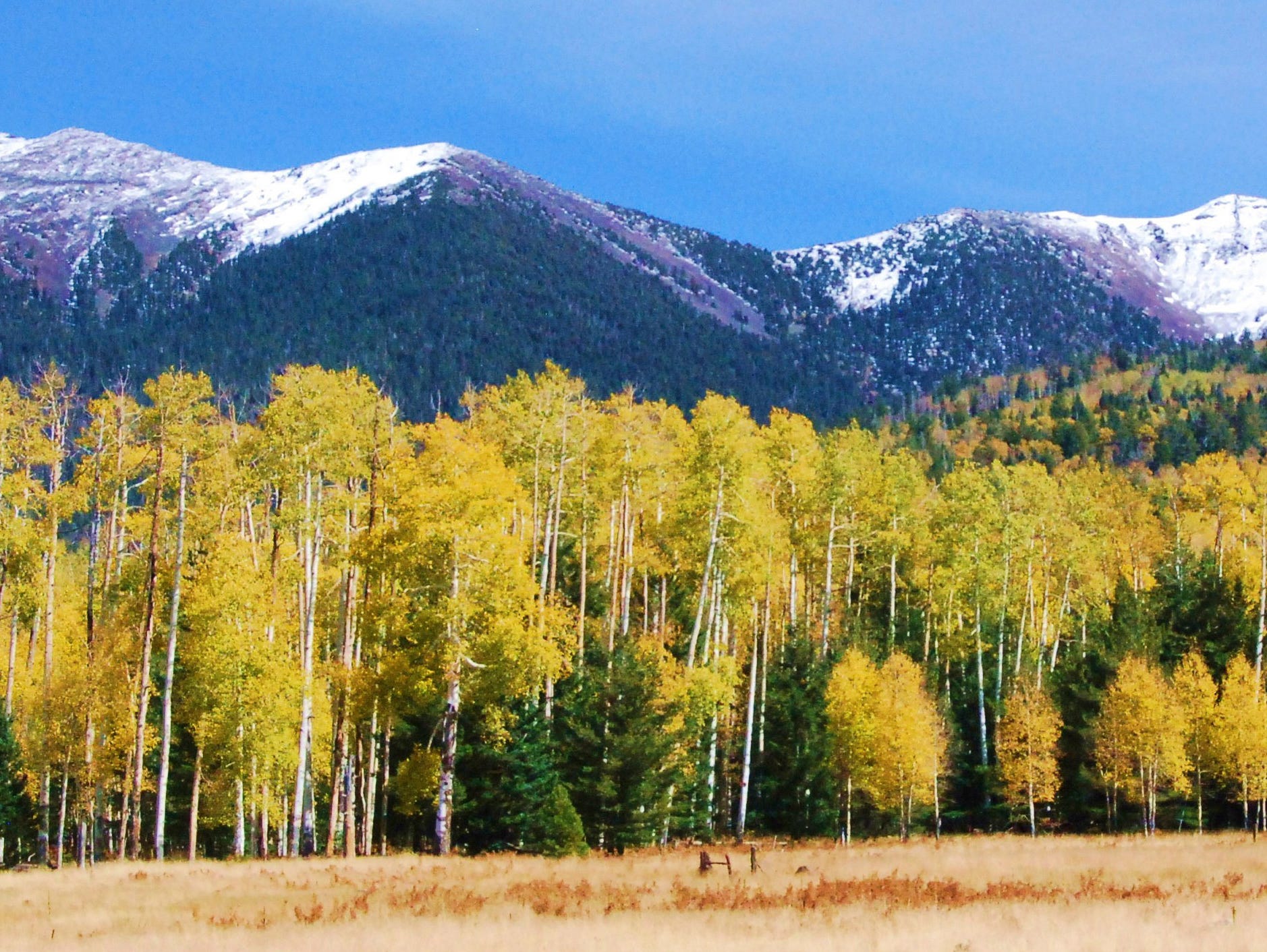 Explore My Arizona: Fall Colors On Flagstaff's Inner Basin Trail