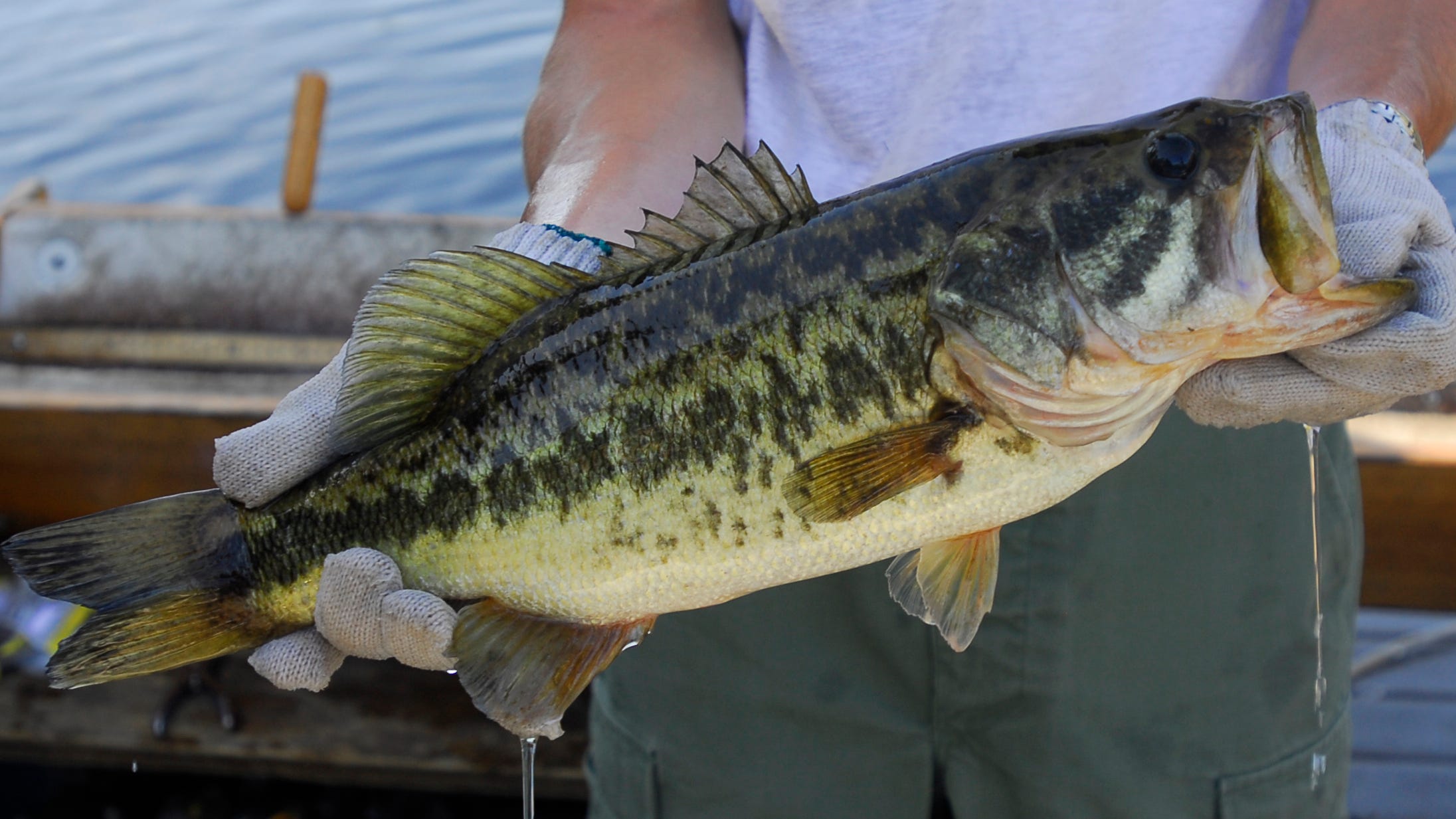 FWC surveys state bag limits for largemouth bass