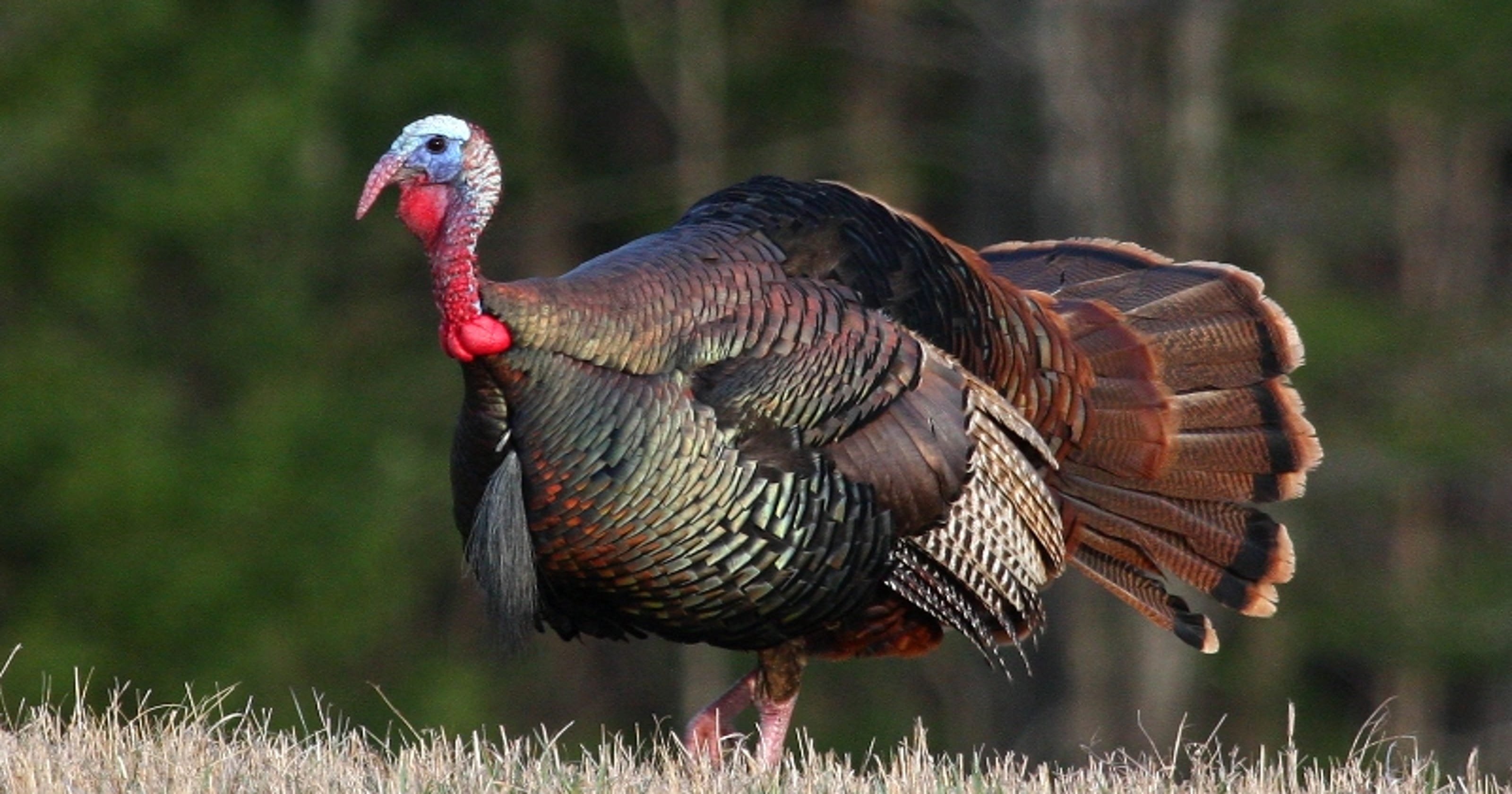 Wisconsin fall wild turkey season sees harvest decline Schuh