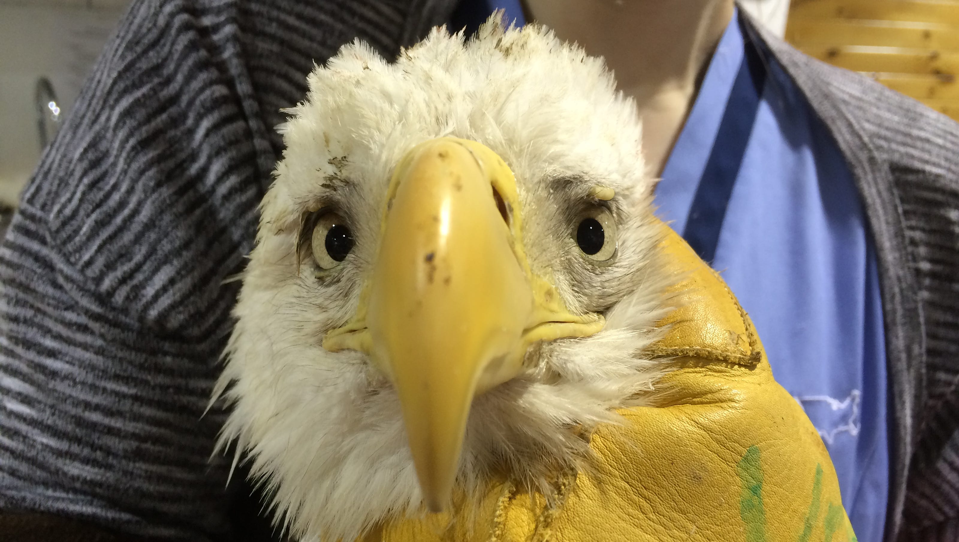 How Can Humans Prevent Bald Eagle Deaths