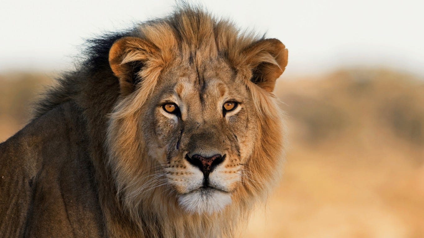 Where do lions live? What you need to know about the big cats' habitat.