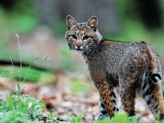 Born Free USA gives Iowa an F for animal trapping rules