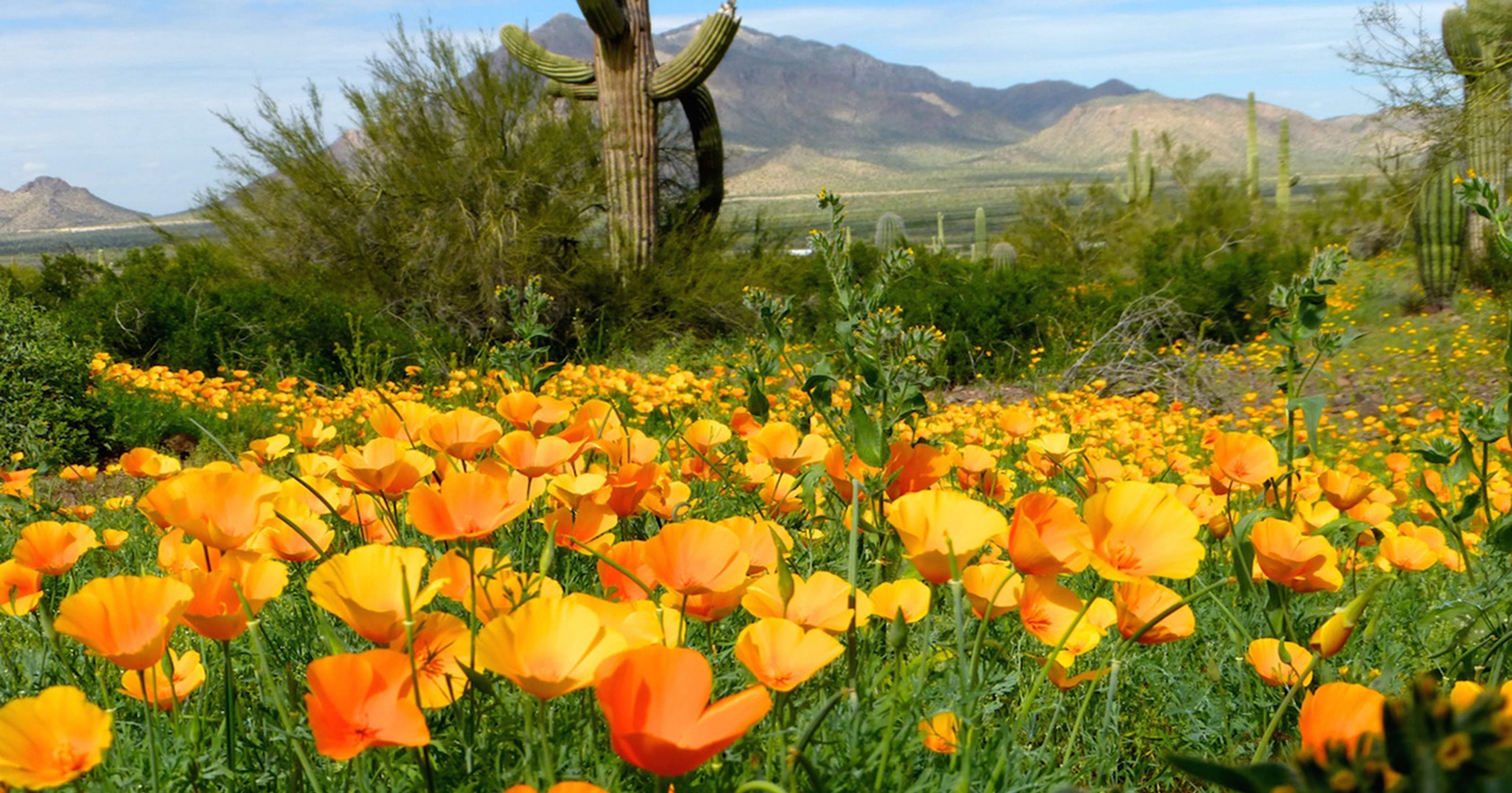 Arizona wildflower forecast Here's why 2019 should be a showy year