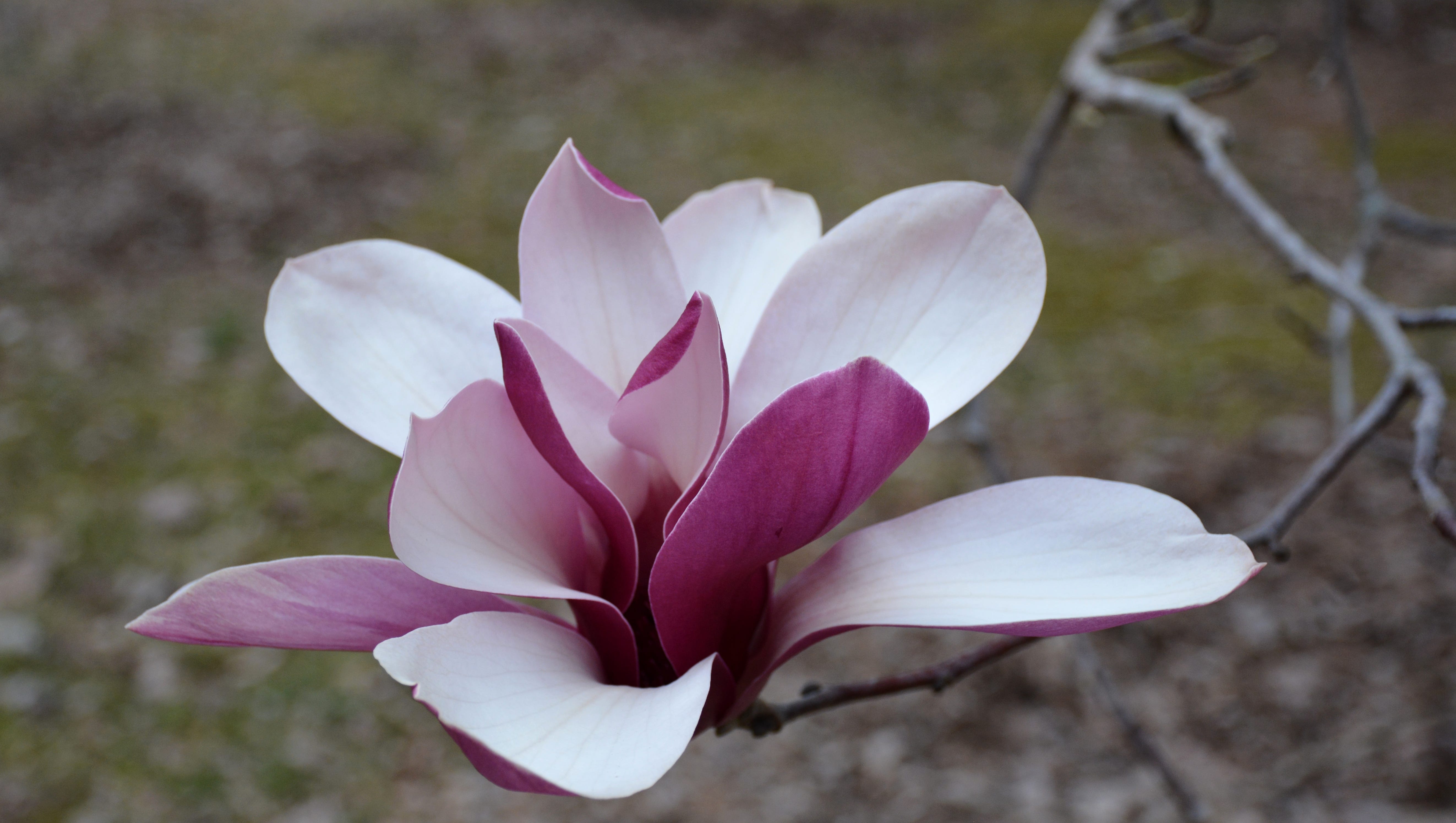 Bespreken interview reguleren Magnificant magnolias