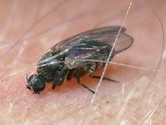 commission-rejects-plan-to-eliminate-biting-flies