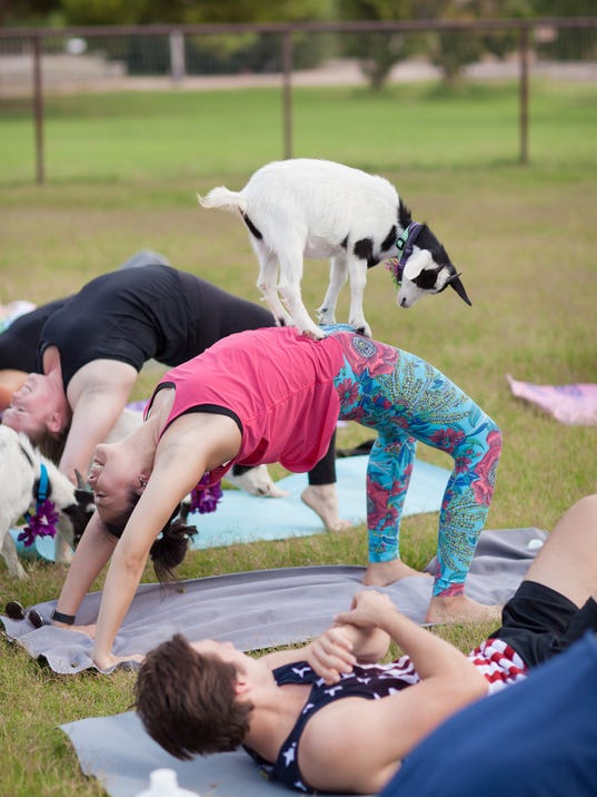 Goat yoga is a thing, and you can do it in Gilbert