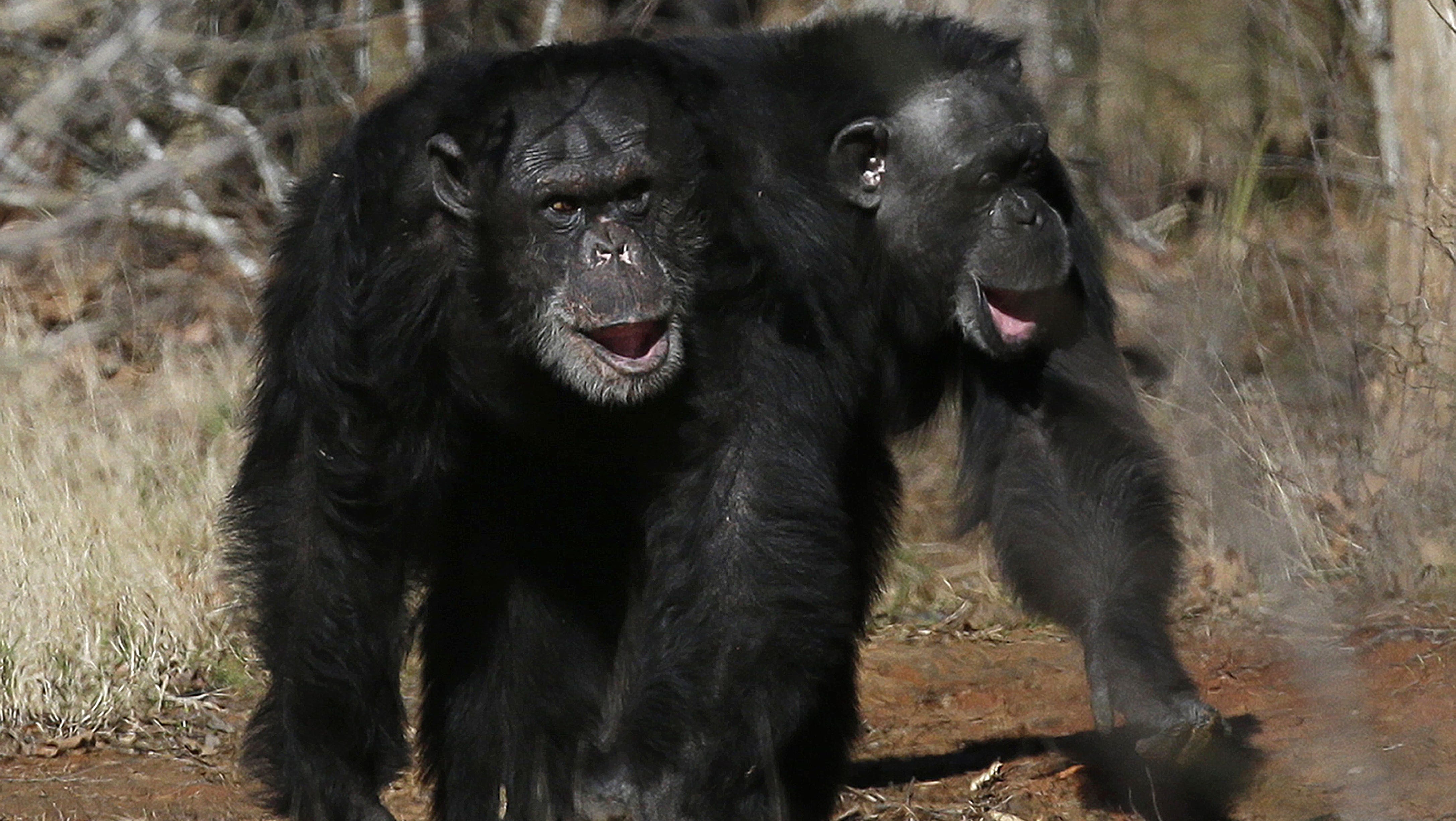 chimpanzee pet