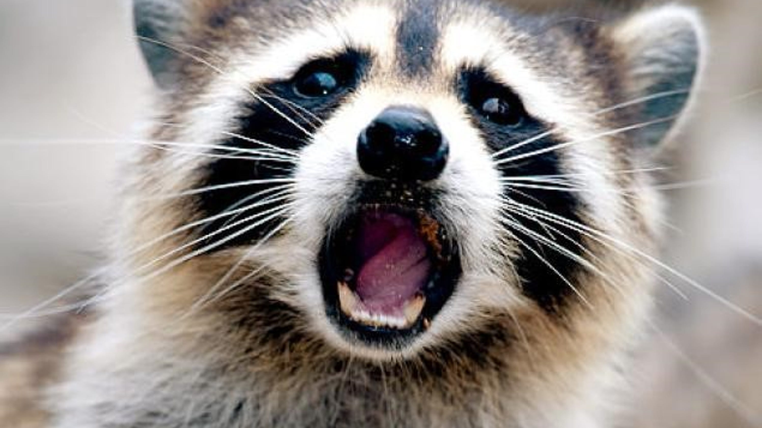 Rabid raccoon found in Ocean Township