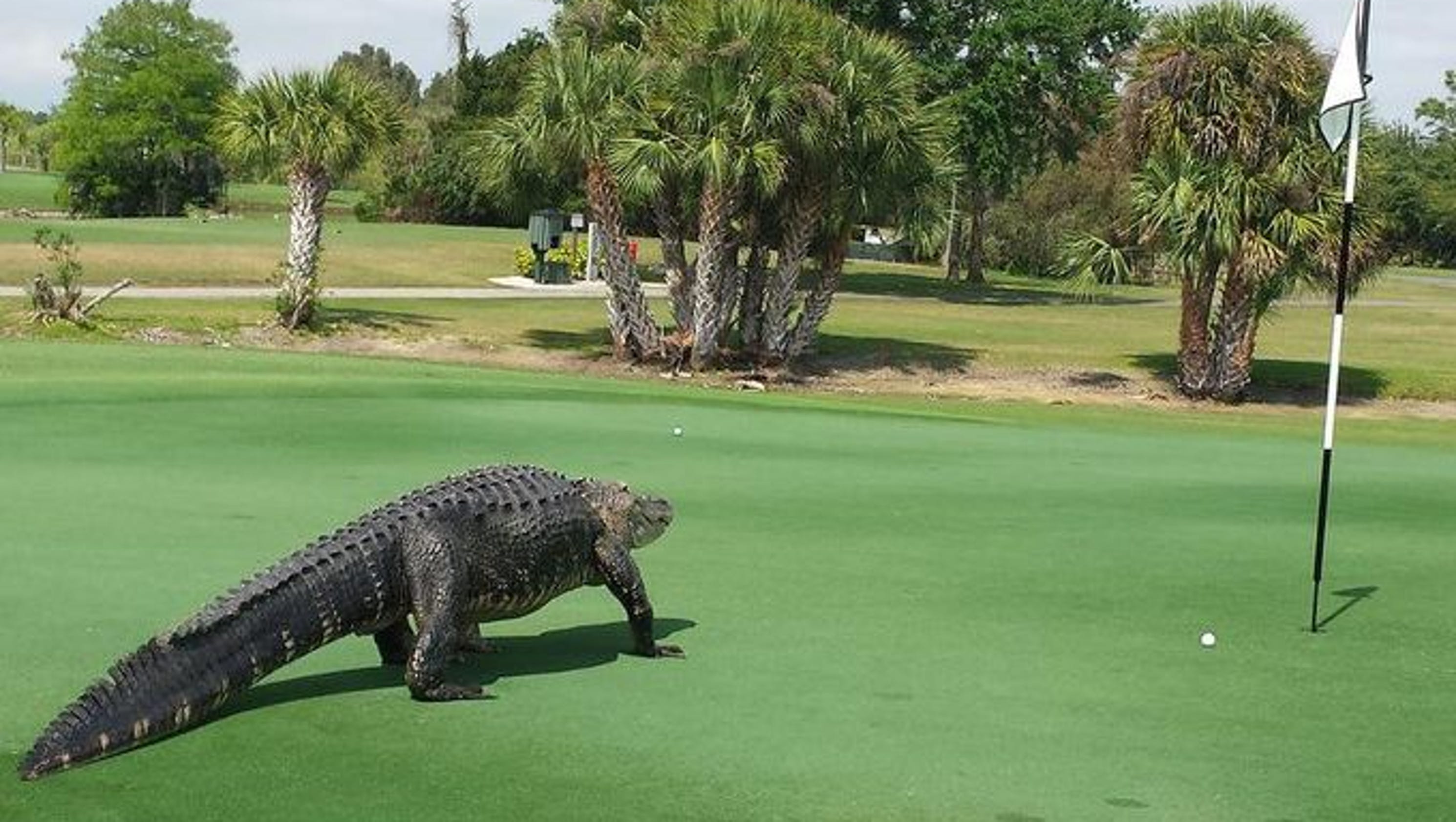 Big Alligator Relaxes On Golf Course Takes Pics
