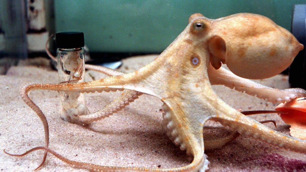 what does a octopus eat