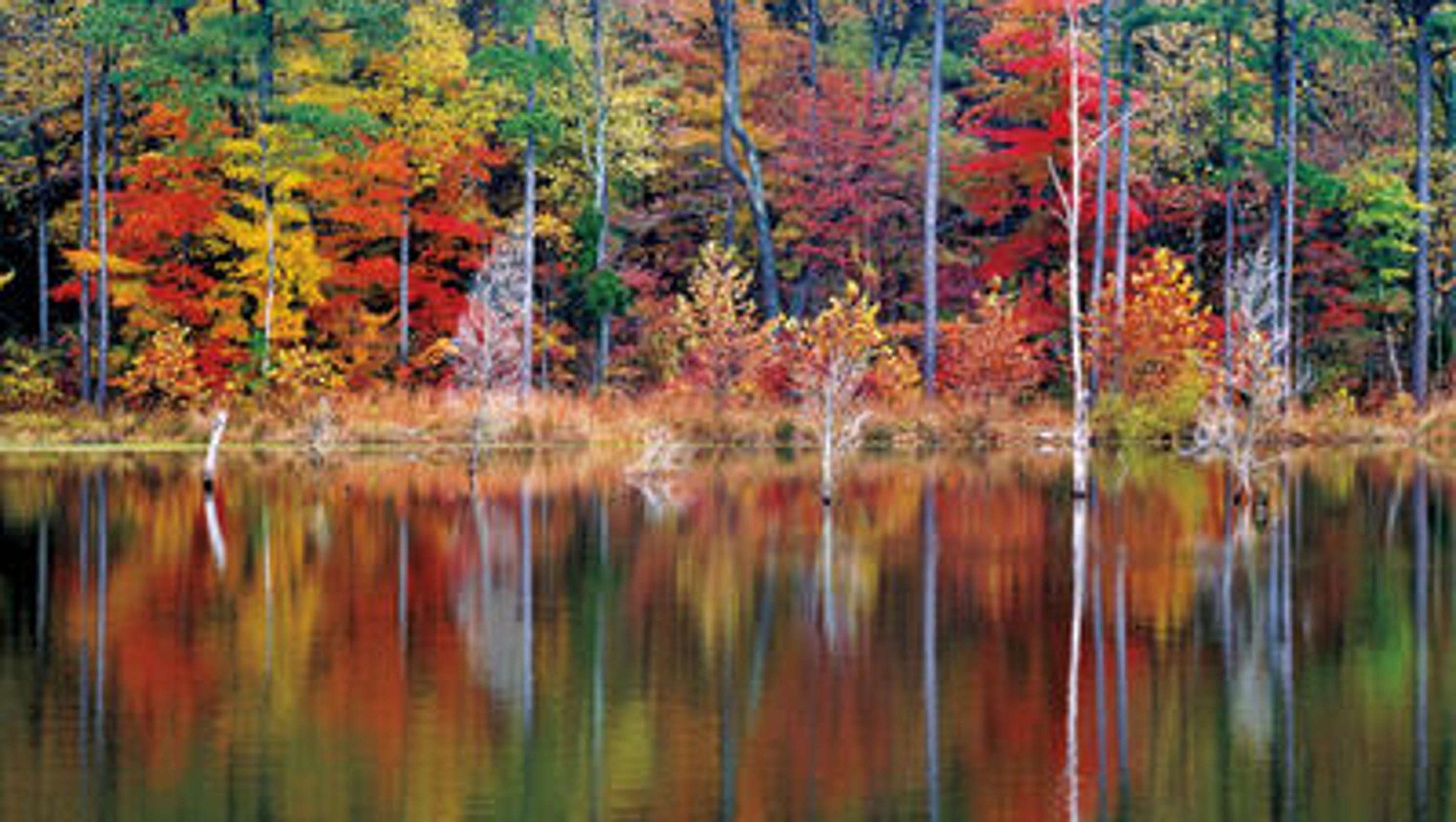 2017 fall leaf guide