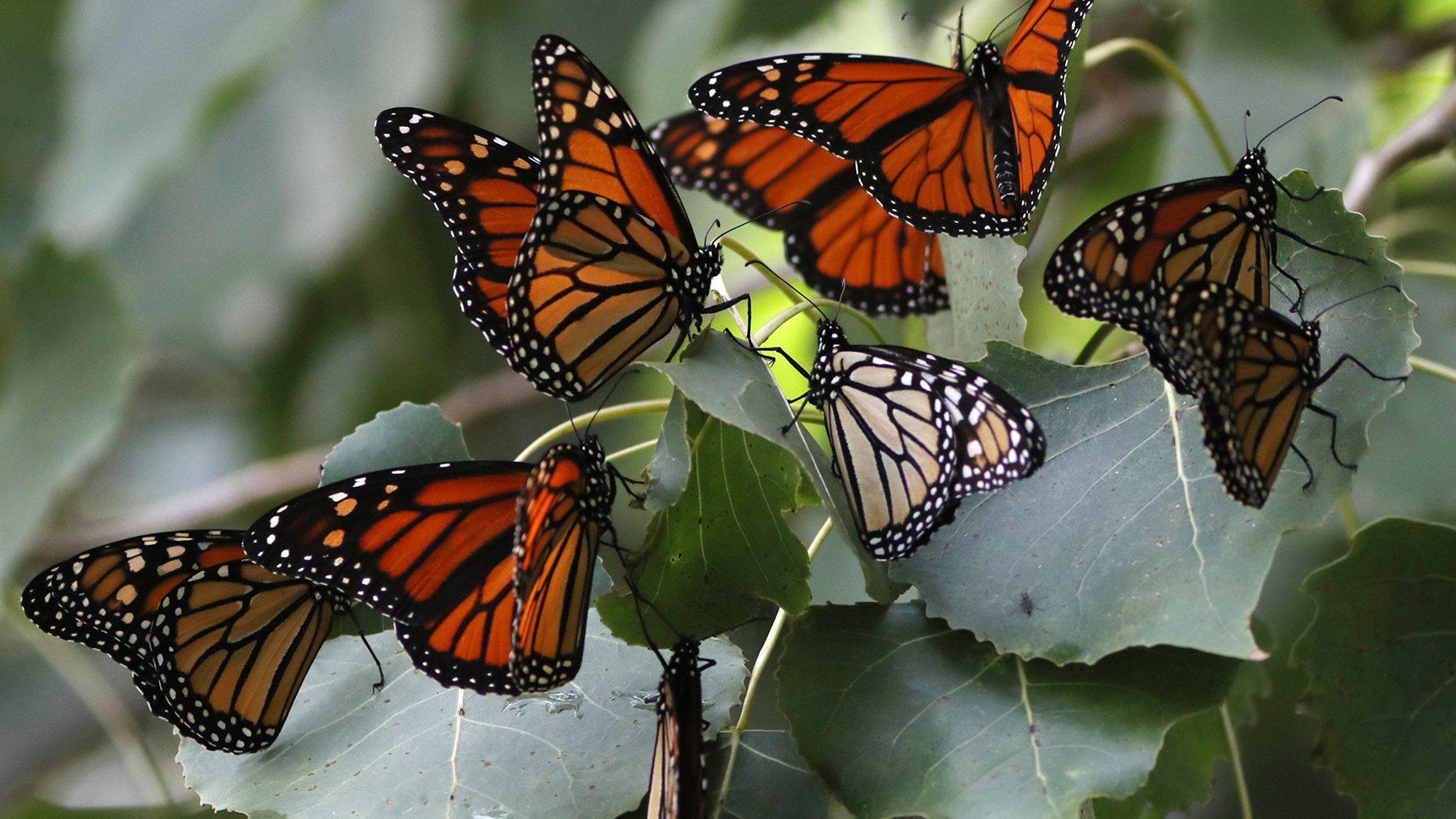 Monarch butterflies take flight through Ohio
